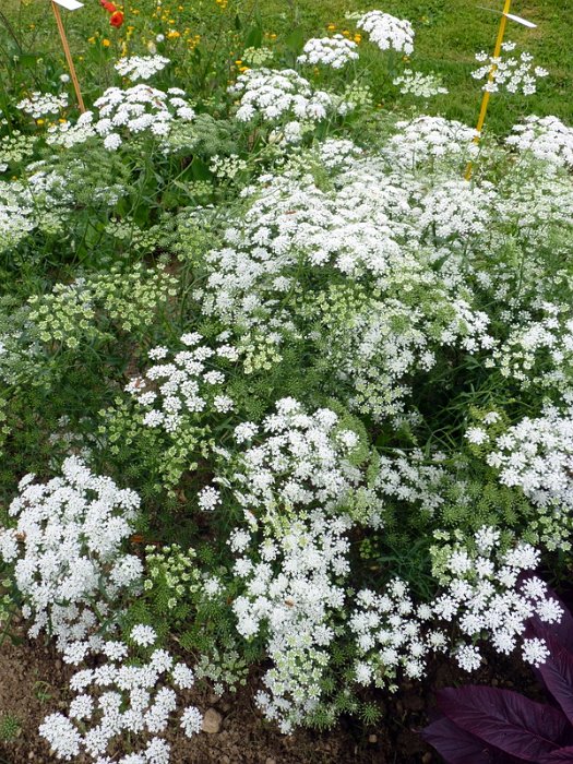 Ammi majus